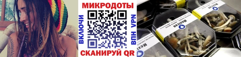 Псилоцибиновые грибы Psilocybine cubensis  Северск 